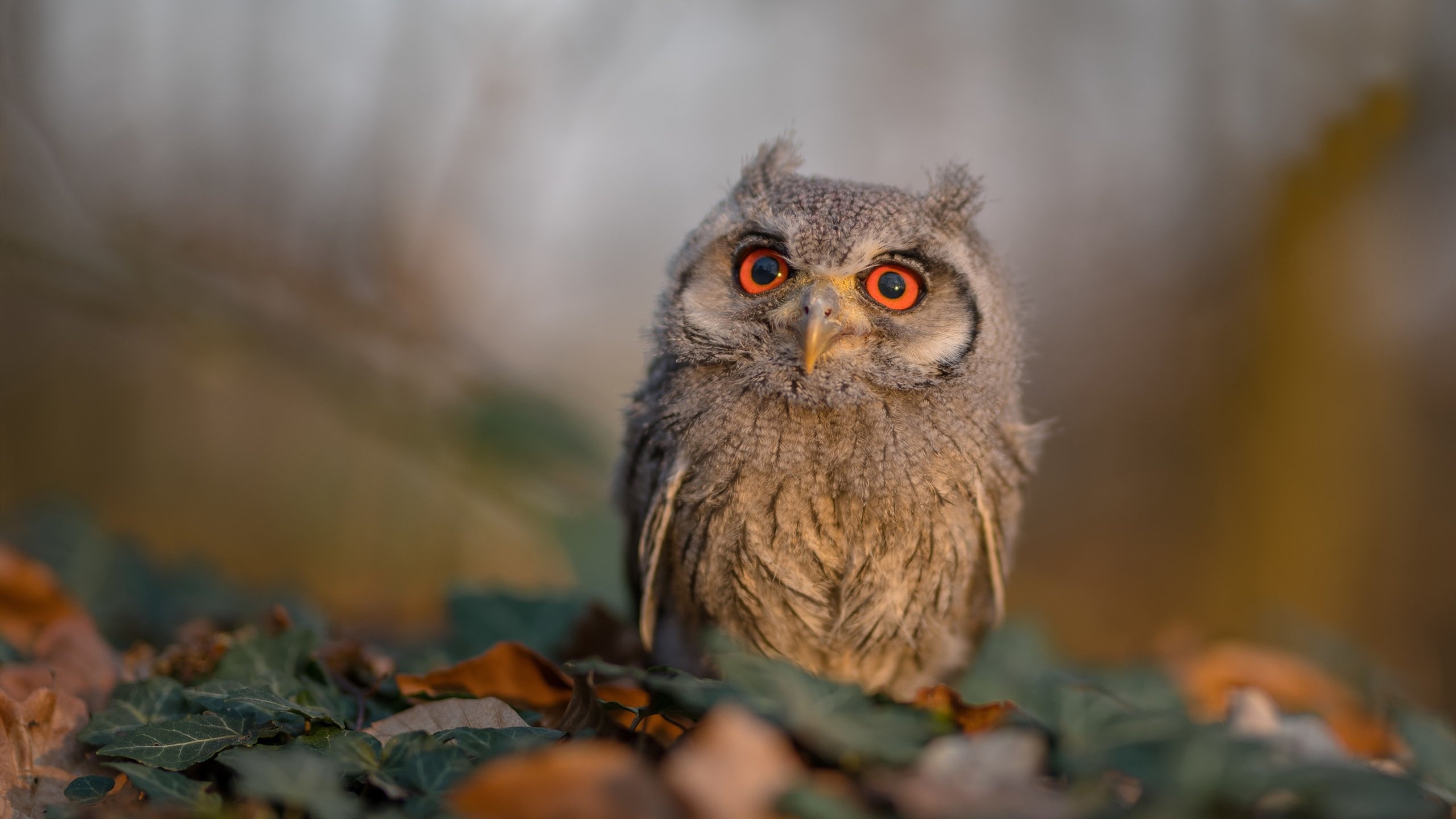 九游9游-_老鹰外线火力全开，击败活塞_，老鹰hunter