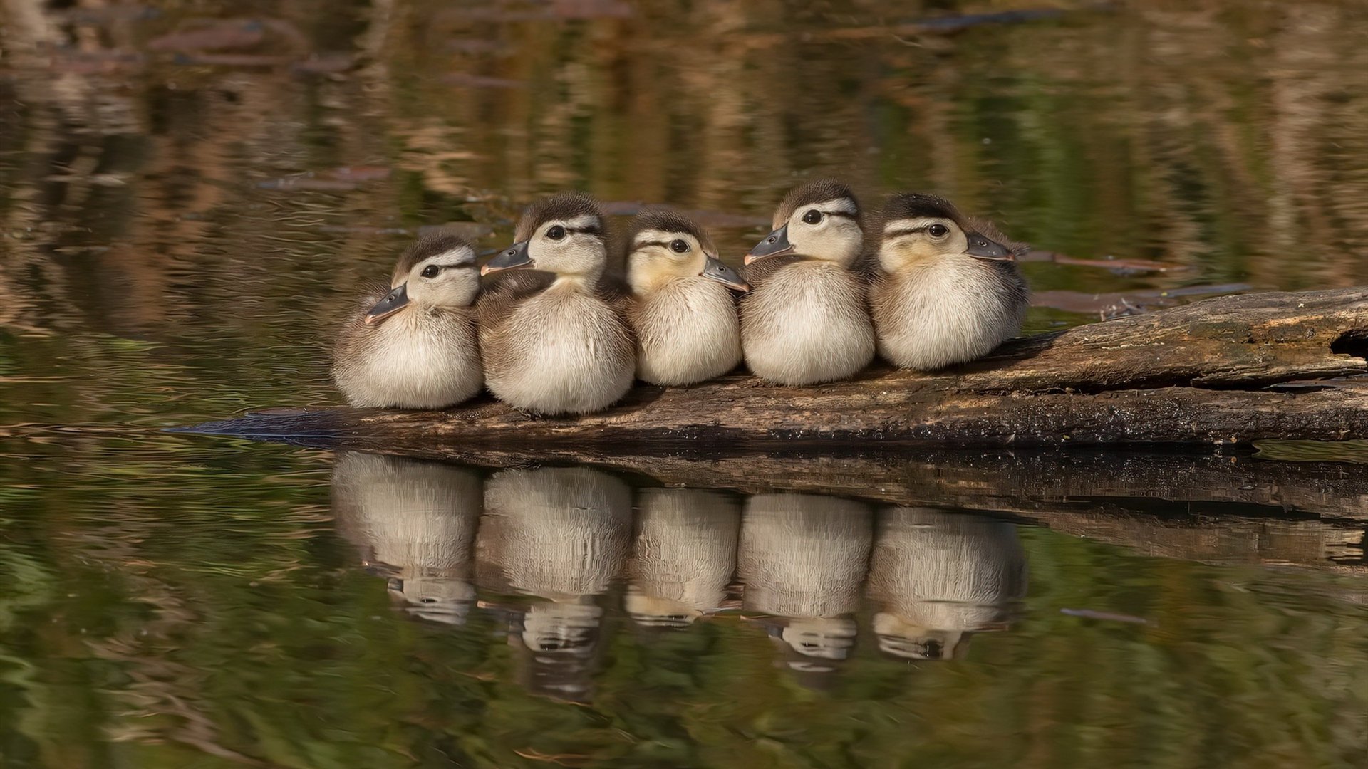 九游网页版入口-【训练秘籍】丁俊晖训练中的特别方法，值得学习，丁俊晖的技术怎么样