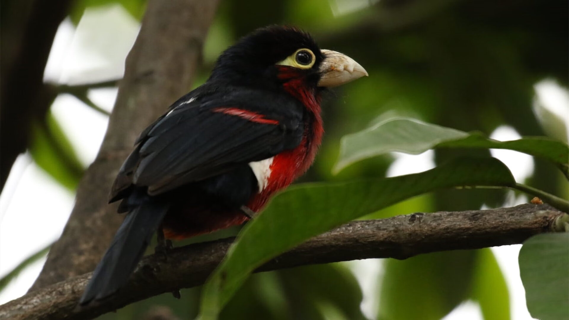 九游下载官网-中国男篮迎战世界杯预选赛，未来可期，中国男篮世预赛阵容