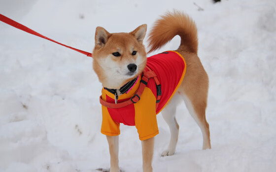 -临场应变：天气突变带来的战术博弈，临场变化