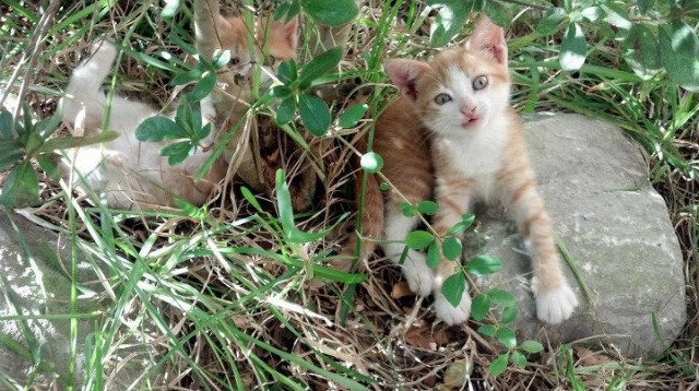全国青少年“篮球公益行”走进湖南边远山区,湖南省篮球之乡