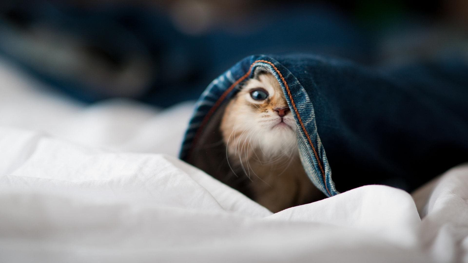 法甲突破传统,战术变化多端引领潮流,法甲厉害吗