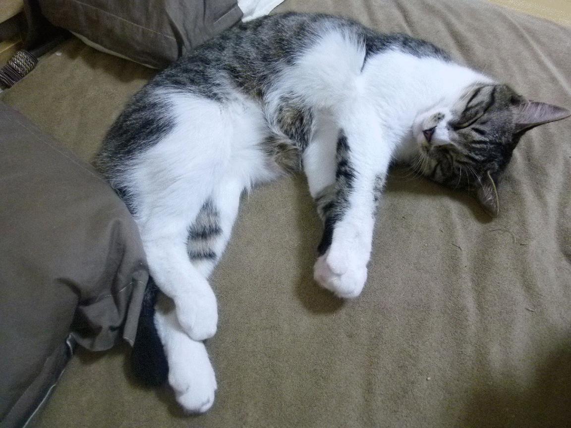 篮球运动员康复训练方案科学完善,篮球运动员的疲劳与恢复