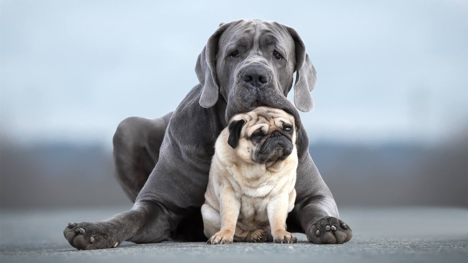 职业运动员的日常:训练与比赛双重挑战,职业运动员vs业余