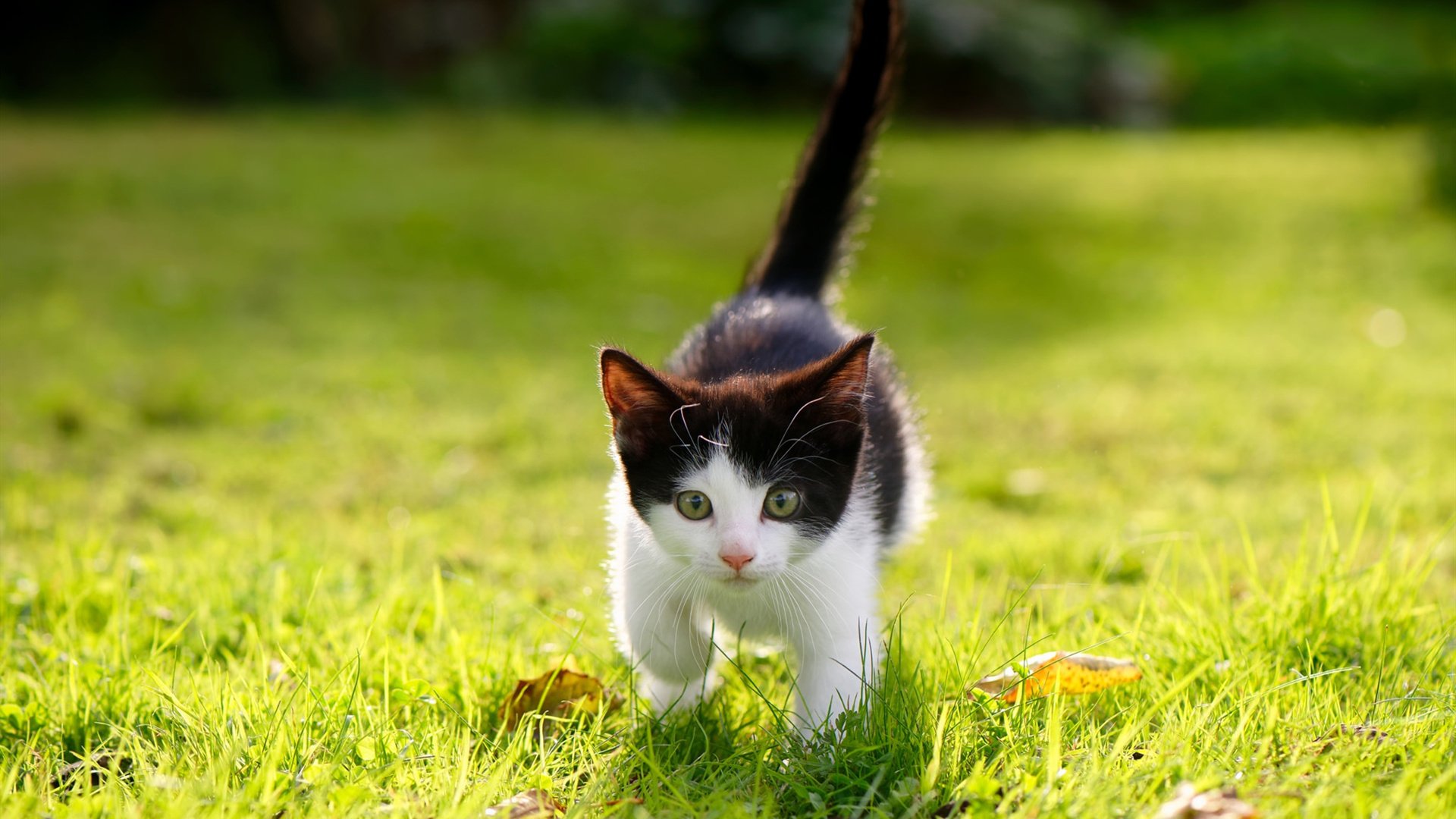 九游官网主页-退役球星转型：从竞技到商业的成功转变，退役球星篮球