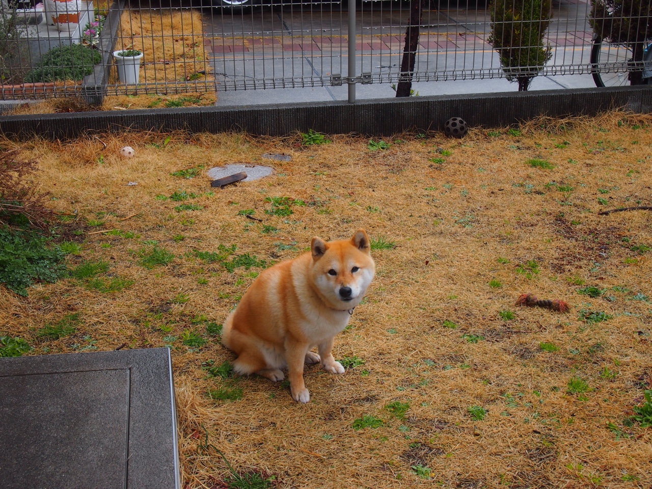 Aster积分排名领先赛区,algs预选赛积分