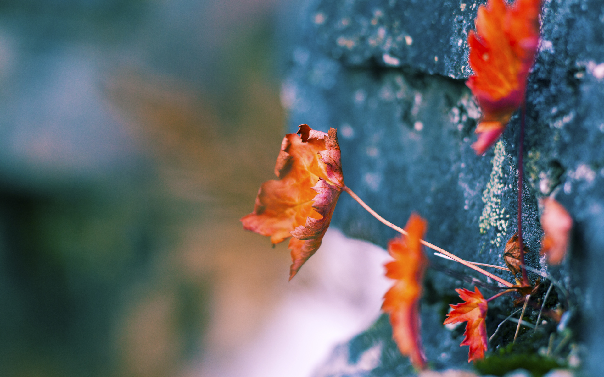 《镜报》：巴西女足在奥运会小组赛中与德国队激战，巴西女足奥运会阵容