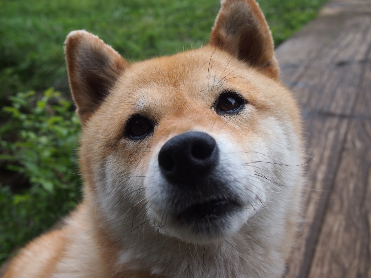 JiuyouAPP下载-上海海港新赛季阵容公布，上海海港首发阵容