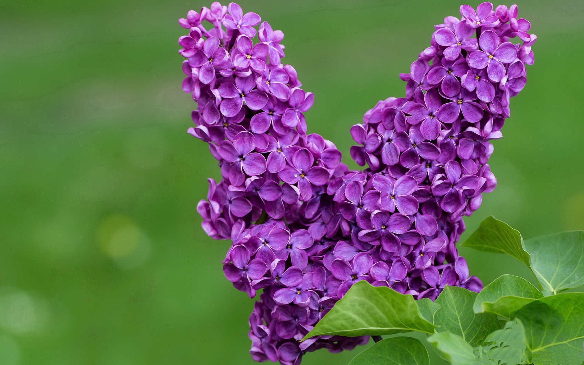 备受瞩目！国内足球争夺激烈前进，近期国内足球比赛