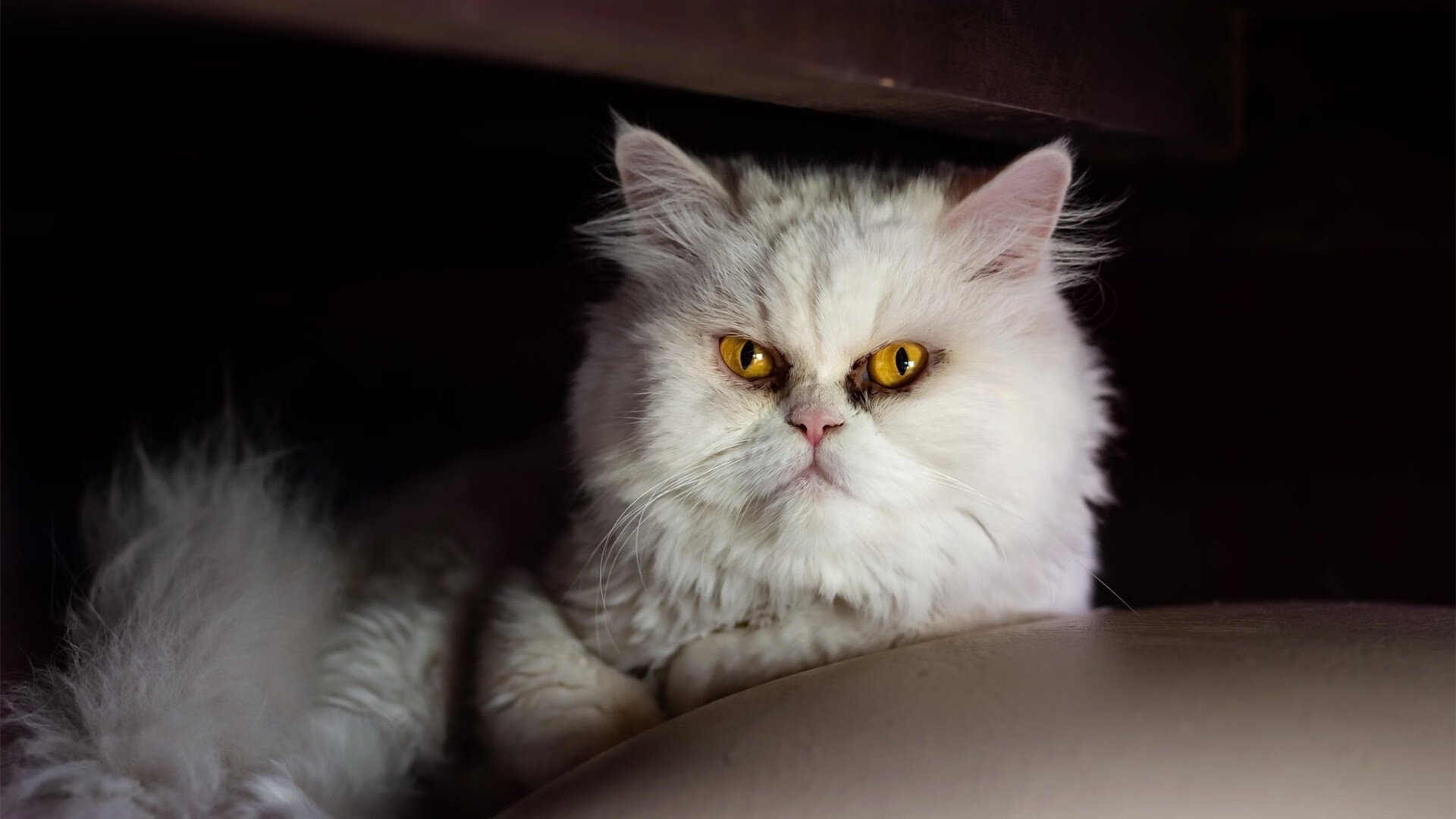 掘金连胜约基奇连续三双，掘金连胜约基奇连续三双怎么算