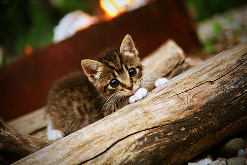 掘金完封湖人，全明星赛前哨战中约基奇双手暴扣点燃全场，掘金约基奇合同