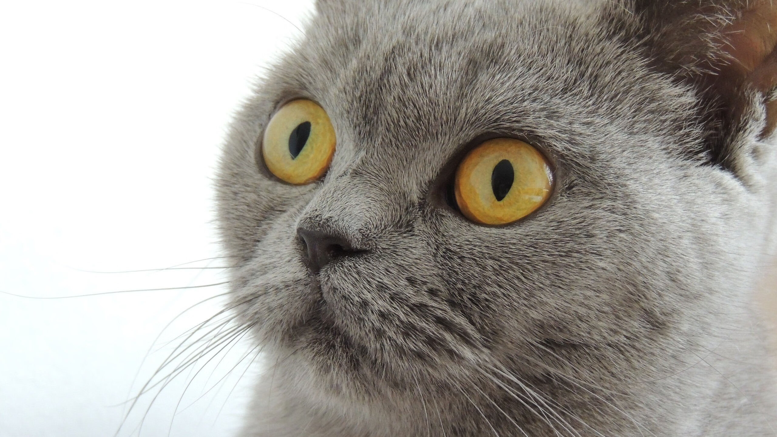 瓦伦西亚逆转胜出,客场击败罗马,0304瓦伦西亚