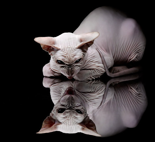 九游APP官网-联盟是否应强化球员家庭文化建设，联盟是否应强化球员家庭文化建设呢