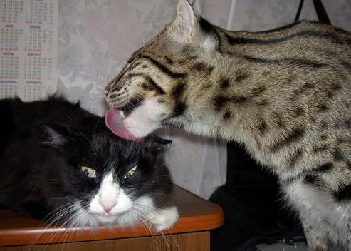 莱比锡诚意十足,科隆防线如何抵御?,科隆对莱比锡红牛分析预测