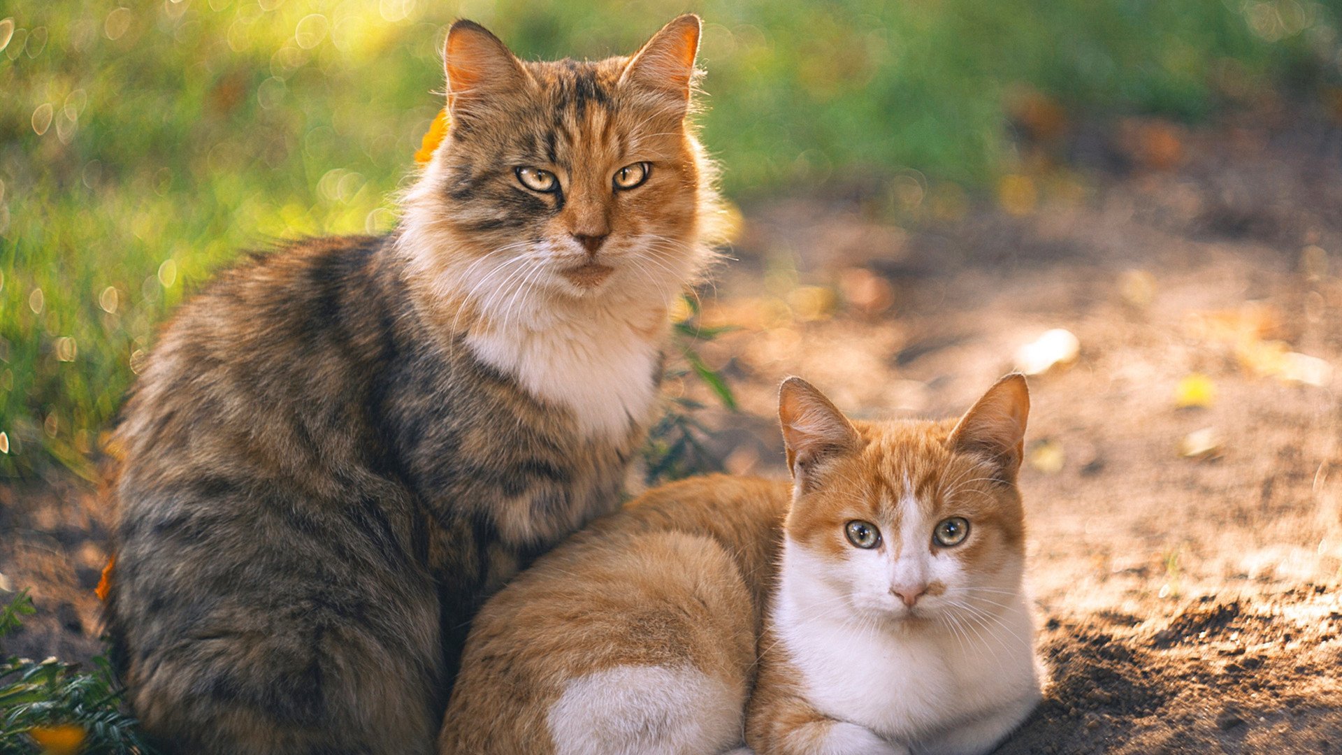 九游网页版官网-韩国队迎战亚洲杯卫冕冠军，亚洲杯韩国队阵容