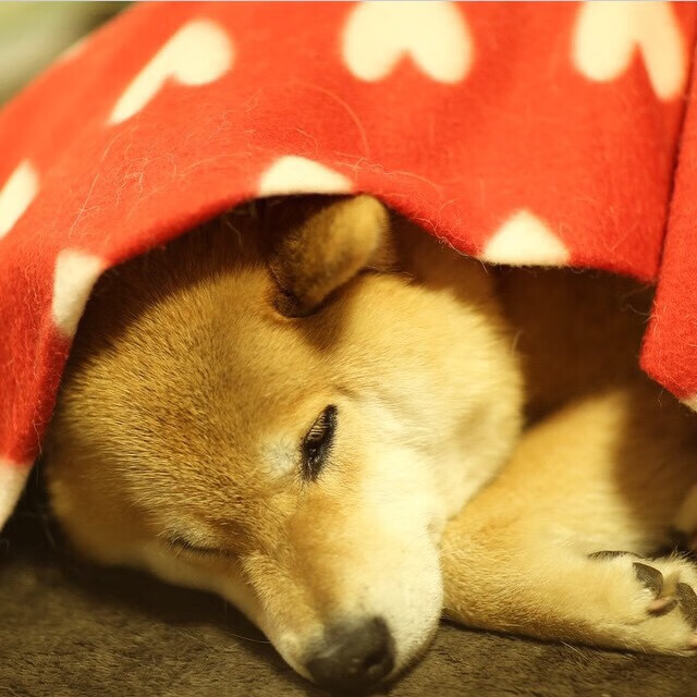 国足比赛球员任务执行一致性评分体系，国足比赛技术统计