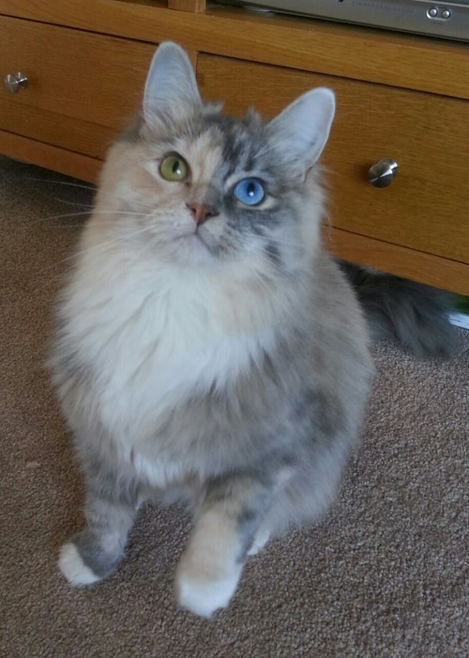 JIUYOU GAMING-中国篮球未来三年规划目标明确路线清晰，中国篮球未来的展望