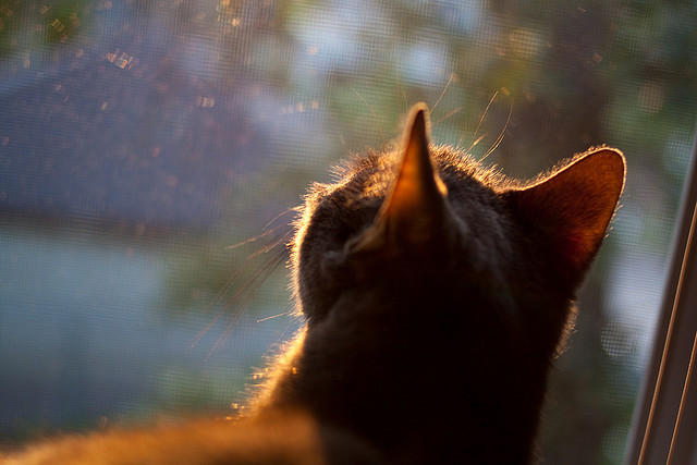 五大联赛是否调整换人策略强化节奏连续性，哪些联赛可以换5人