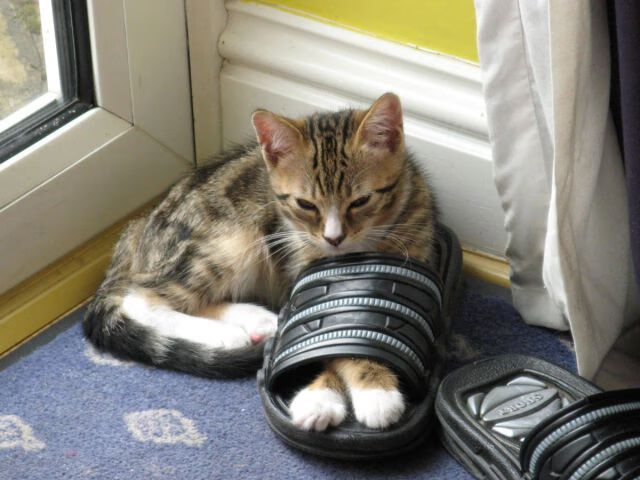 九游（jiuyou.com）游戏-体育新闻中心发布青少年体育媒体素养指南，青少年体育素质教育