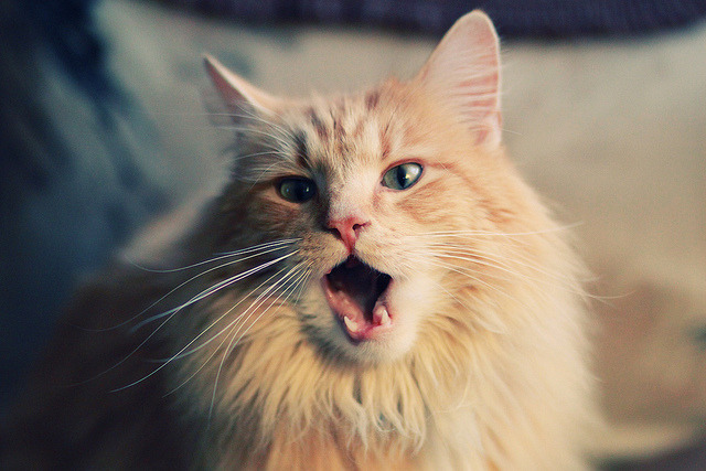 体育新闻中心发布青少年体育媒体素养指南,青少年体育素质教育