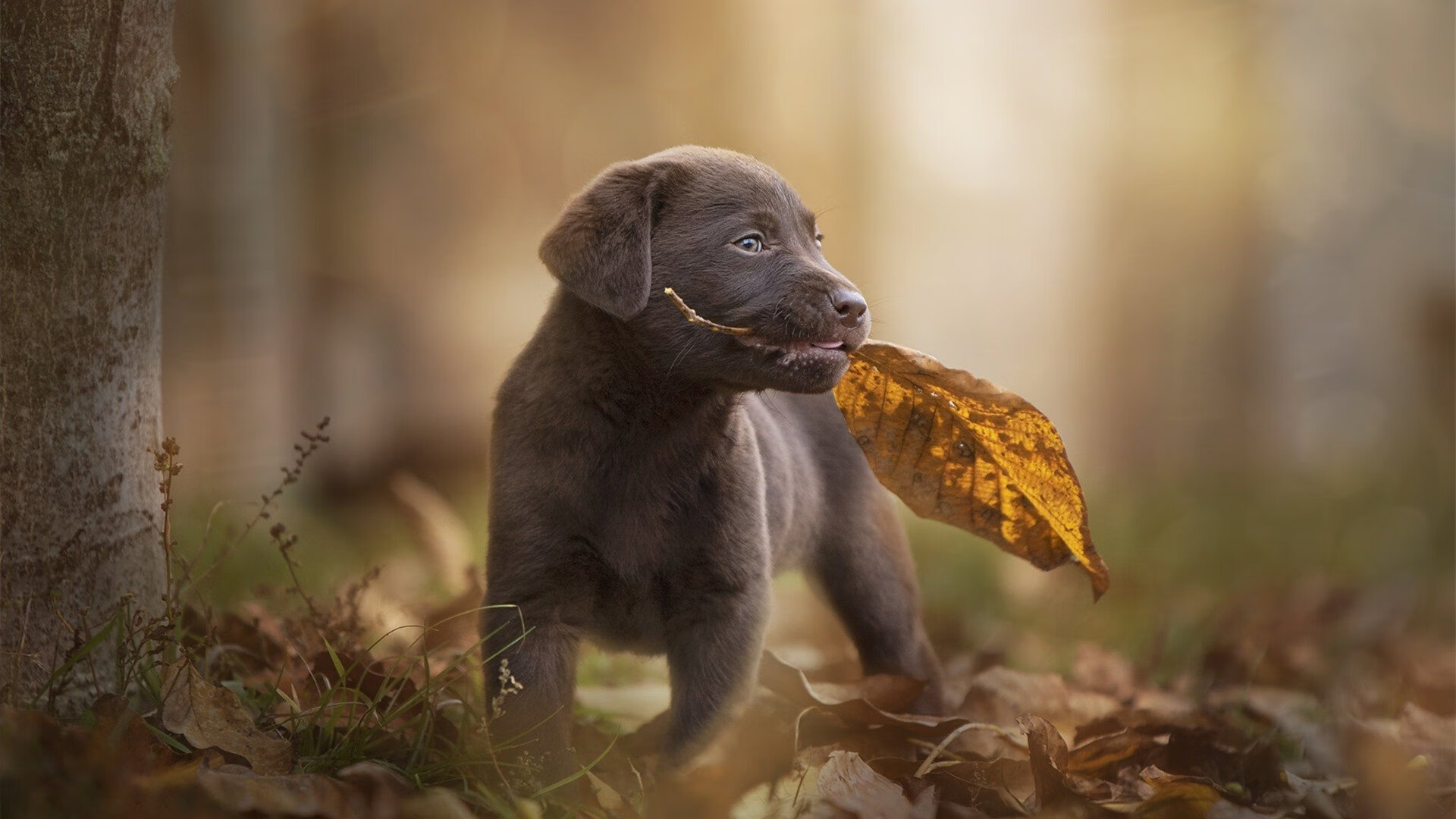 选手退役后参与内容制作成为人气主播,选手退役文案