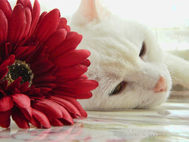 JIUYOU GAMING-赫塔菲中场联合防守压制对方核心控球，赫塔菲对菲尔特