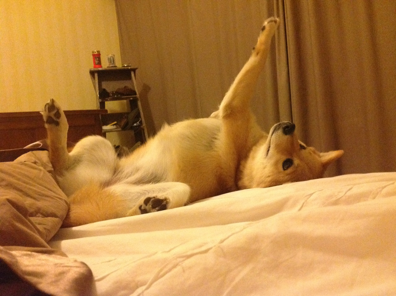 九游网页版官网-“萨尔·巴赫激励南非橄榄球：年轻力量崛起”