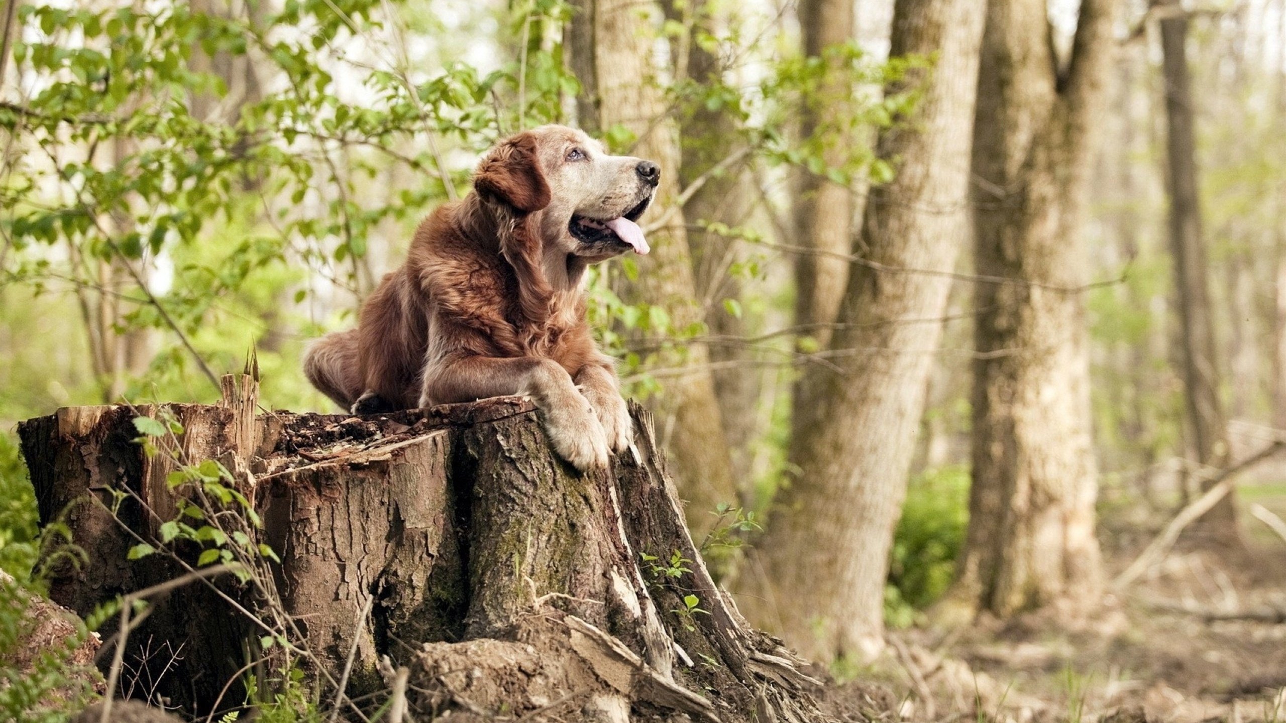 掘金二队表现突出或将提前进入轮换，掘金队怎么样