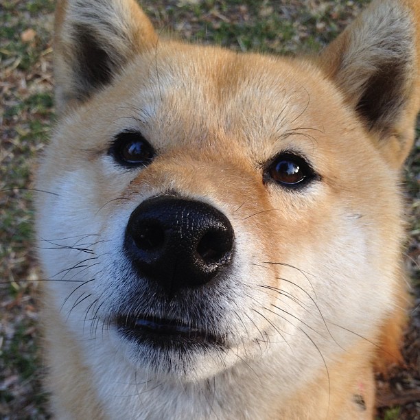 九游下载安装-皮特·斯图斯的进攻助攻让南非队展现全面优势，斯特皮特